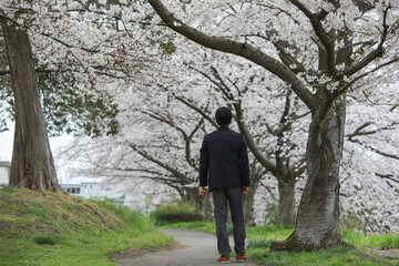 Obraz premium 桜並木を散歩するビジネスマン