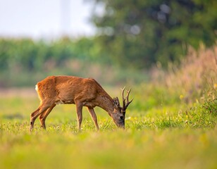 A graceful deer grazes quietly in a vibrant green meadow, bathed in soft sunlight against a backdrop of lush trees
