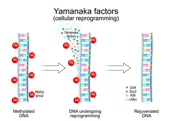 Yamanaka factors. Cellular reprogramming. Methylated DNA, DNA&nbsp;undergoing reprogramming, and Rejuvenated DNA
