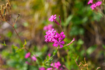 Close-up photo of purple Sweet William Catchfly flowers (Silene armeria) in bloom during autumn