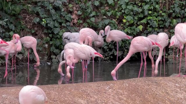 Fenicotteri rosa nel laghetto