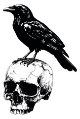 Obraz premium Hand drawn line art illustration of a raven depicting it perched on a human skull for gothic themed designs