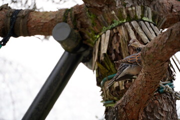 松の木の太い枝に止まって辺りを警戒するように見渡しているキジバトの姿を捉えた写真です。羽の模様が鮮明に写り込み木に施された保護材やロープが庭園での日常的な野鳥の生態を物語っています。