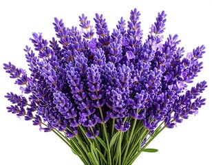 Obraz premium A close-up shot of a full bunch of vibrant purple flower sprigs set against a plain white background. The image has a high-quality aesthetic