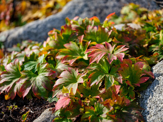 Close-up photo of Mukdenia rossii leaves (Mukdenia rossii) turning red in autumn