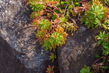 Close-up photo of Mukdenia rossii leaves (Mukdenia rossii) turning red in autumn