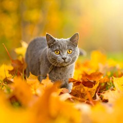 A close-up shot of a gray cat with golden eyes amidst a pile of vibrant orange autumn leaves