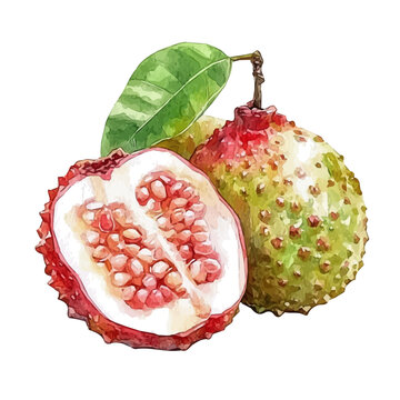 Minimal yet artistic elements for creative designs. hand-drawn paint, Simple Illustration, A beautiful painting of pulasan fruit, EPS format, isolated on a white background