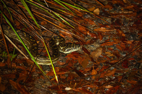 Night time downward view of carpet python waiting on path at Minyon Falls track, Lismore, Nightcap National Park, New South Wales, Australia.