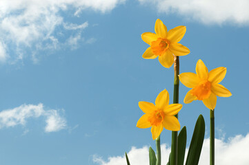 Drei Narzissen