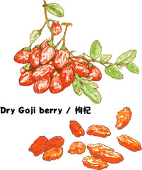 Fresh goji berries on branch with dried wolfberries Hand-Drawn line-art illustration organic