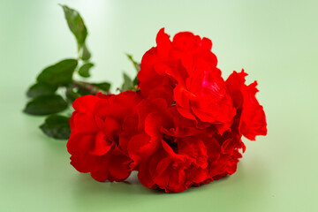 Red roses close-up on a light green background