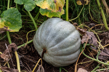 Abundant harvest of squash, pumpkin and butternut in a permaculture garden without treatment
