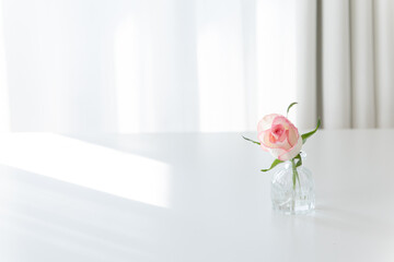 Pink Rose in Glass Vase on White Table with Sunlight, Minimalist Copy Space Background