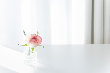 Pink Rose in Glass Vase on White Table with Sunlight, Minimalist Copy Space Background