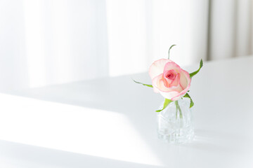 Pink Rose in Glass Vase on White Table with Sunlight, Minimalist Copy Space Background