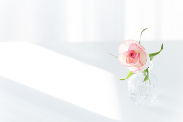 Pink Rose in Glass Vase on White Table with Sunlight, Minimalist Copy Space Background