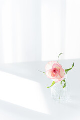 Pink Rose in Glass Vase on White Table with Sunlight, Minimalist Copy Space Background