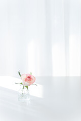 Pink Rose in Glass Vase on White Table with Sunlight, Minimalist Copy Space Background