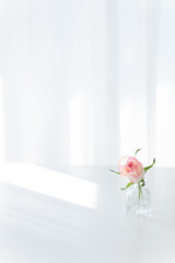 Pink Rose in Glass Vase on White Table with Sunlight, Minimalist Copy Space Background
