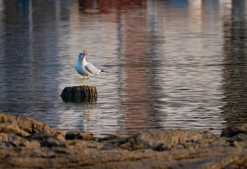 Ring-billed gull on an old stump loudly calling at Chickamauga Lake in Harrison Bay State Park in Tennessee