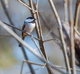 A Carolina chickadee perched in the branches of a crate myrtle tree on a sunny January morning © Darren Koobs