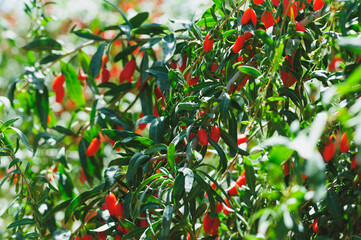 Goji berry fruits and plants in sunshine garden
