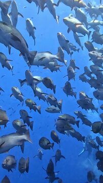 Twinspot snapper (Lutjanus bohar). Taken in Shark&Yolanda Reef, Egypt.