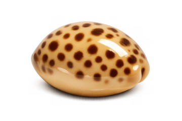 Glossy cowrie shell icon for coastal design themes and ocean-inspired art