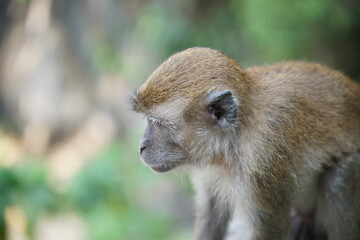 Close-up side profile portrait of a wild monkey with soft natural light and blurred green background. Wildlife photography captured in natural environment. © Duro Mesiar
