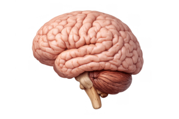 Human brain showing complex anatomy, a vital organ for intellect, cognition, health, and neurological science. Transparent background