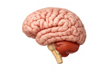 Human brain model displaying anatomical structure for medicine, neuroscience, and intelligence concepts on transparent background
