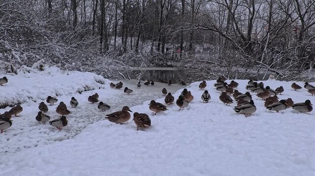 Winter Wonderland in Sweden. The mallards in the park Kyrkdammen in Huddinge are looking fore food