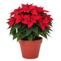 Vibrant red poinsettia in a pot