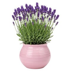 Lavender plant in pink pot