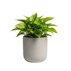 Potted green plant in modern pot