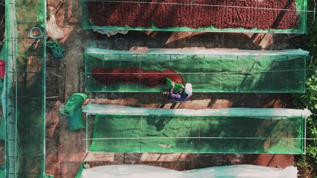Top Down Drone Shot of Farmer Raking Red Coffee Beans on Green Mesh Nets
the bright red ripe coffee cherries and the vibrant green mesh drying nets creates a striking visual pattern