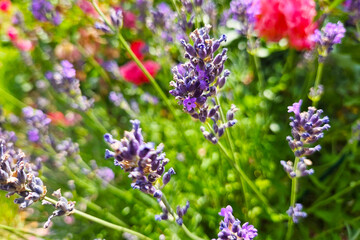 Vibrant Lavender Blooms with Lush Greenery in Sunny Garden