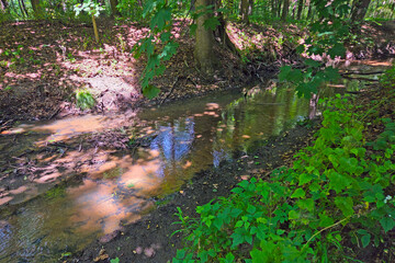 Tranquil Forest Stream Surrounded by Lush Greenery for Nature Enthusiasts