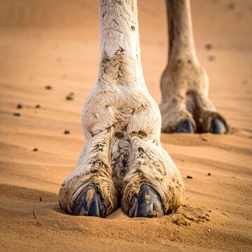 Close-up of a camels feet in the desert sand, showing unique adaptations.
