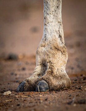 Close-up of a camels foot resting on the sandy ground, showcasing texture and detail.