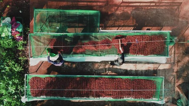 Top Down Drone Shot of Farmer Raking Red Coffee Beans on Green Mesh Nets
the bright red ripe coffee cherries and the vibrant green mesh drying nets creates a striking visual pattern