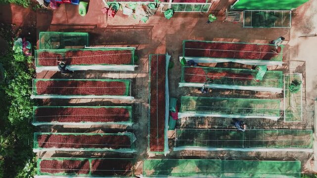 Top Down Drone Shot of Farmer Raking Red Coffee Beans on Green Mesh Nets
the bright red ripe coffee cherries and the vibrant green mesh drying nets creates a striking visual pattern