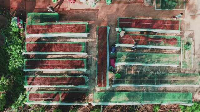 Top Down Drone Shot of Farmer Raking Red Coffee Beans on Green Mesh Nets
the bright red ripe coffee cherries and the vibrant green mesh drying nets creates a striking visual pattern