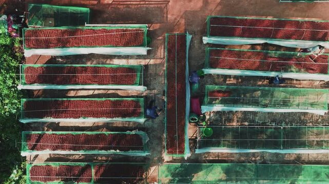 Top Down Drone Shot of Farmer Raking Red Coffee Beans on Green Mesh Nets
the bright red ripe coffee cherries and the vibrant green mesh drying nets creates a striking visual pattern