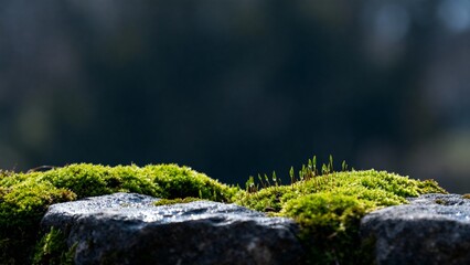 Green moss with fresh mood representing Early Spring awakening against soft forest background with copy space