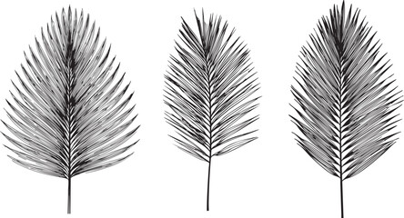 elegant areca palm leaf drawn as a thin black vector outline featuring long symmetrical fronds