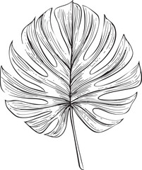 large tropical monstera leaf illustrated as a clean black vector outline with natural splits and smooth organic curves