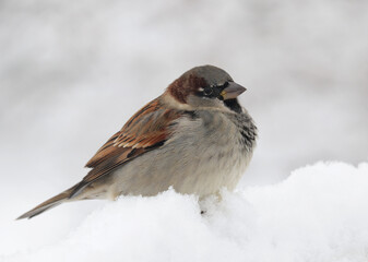 Winter portrait of a cute house sparrow.