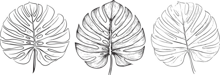 large tropical monstera leaf illustrated as a clean black vector outline with natural splits and smooth organic curves